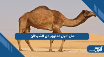هل الابل مخلوق من الشيطان؛ تعرف على الإجابة من هنا
