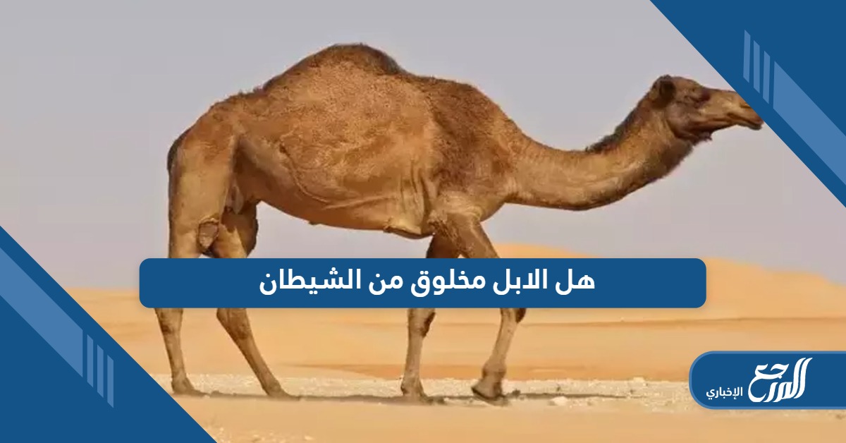 هل الابل مخلوق من الشيطان؛ تعرف على الإجابة من هنا